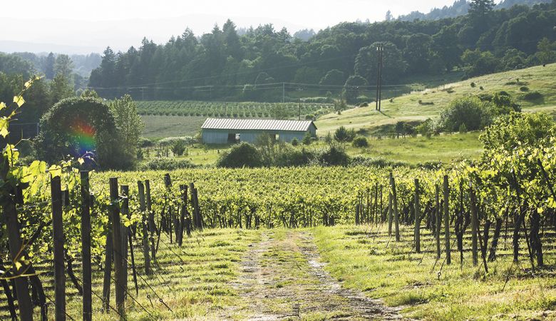 Ankeny Vineyard located outside Salem. ##Photo provided