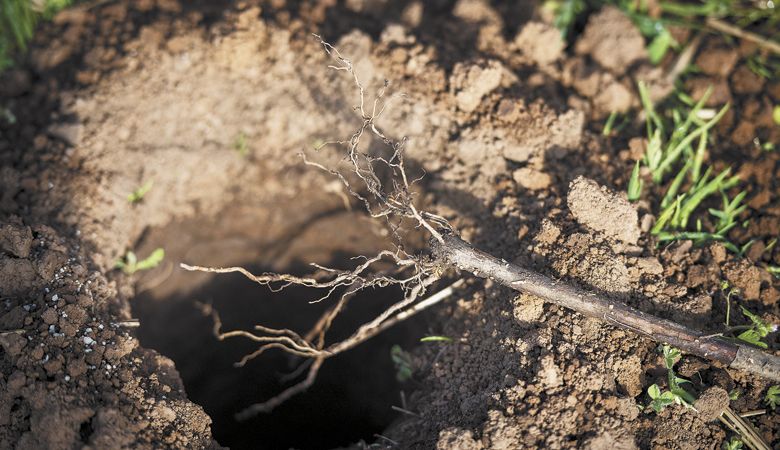 A hole is prepared for planting Pinot Noir at Anne Amie s Twelve Oaks Vineyard. ##Photo by Andrea Johnson