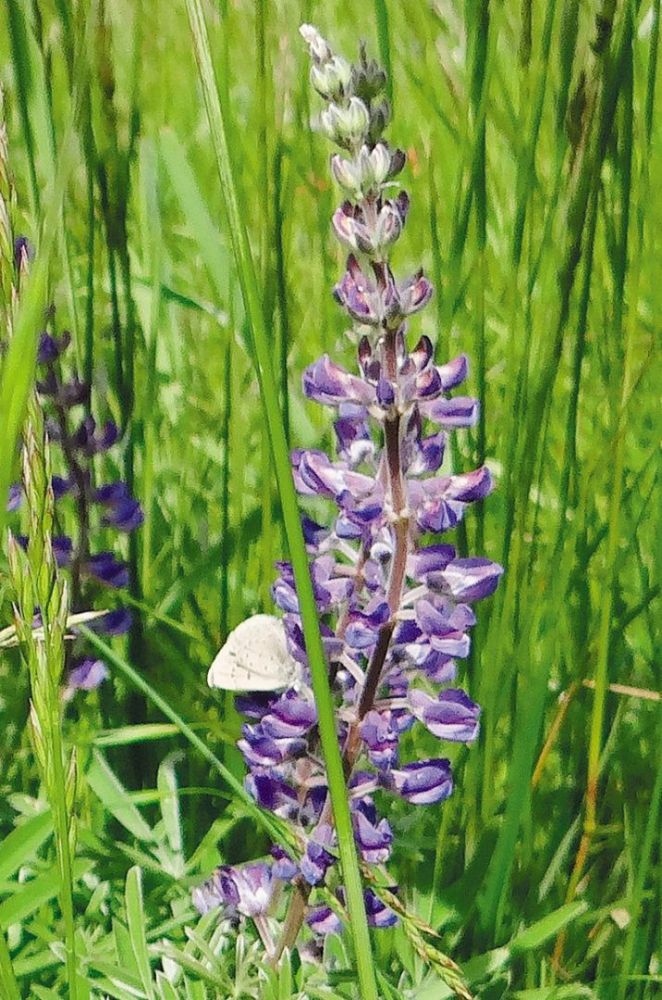 A female Fender’s blue butterfly on a Kincaid lupine in the upland prairie fields at Van Duzer Vineyards. ## Photo provided by Van Duzer Vineyards A female Fender’s blue butterfly on a Kincaid lupine in the upland prairie fields at Van Duzer Vineyards. ## Photo provided by Van Duzer Vineyards