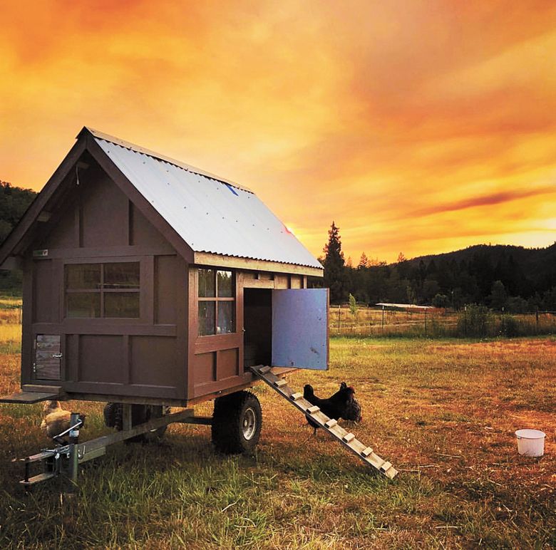 Chickens roam free at Apricity Vineyard. They fertilize the soil while consuming insects and vineyard pests.##Photo provided by Apricity Vineyard