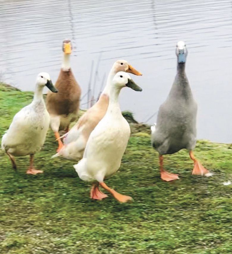 At Apricity Vineyard, Runner ducks provide pest control in the vineyard. They are also considered family pets. ##Photo provided by Apricity Vineyard