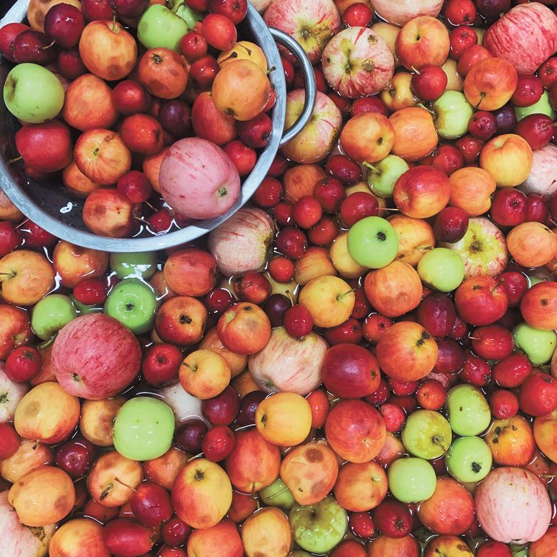 A variety of apples ready for processing. ##Photo by Kim Hamblin