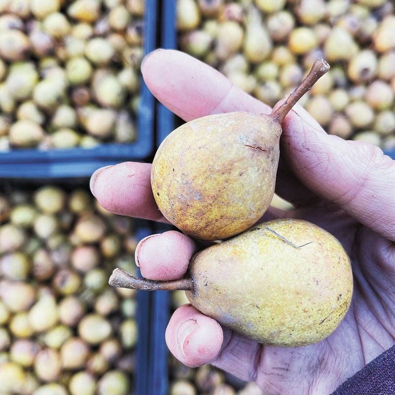 Freshly foraged pears destined for Perry (pear cider). ##Photo by Kim Hamblin