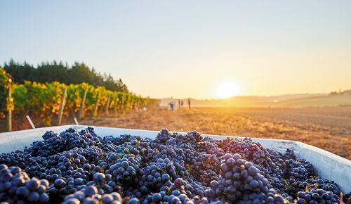 Atticus Vineyard ## Photo by Aaron Lee, courtesy of the Oregon Wine Board