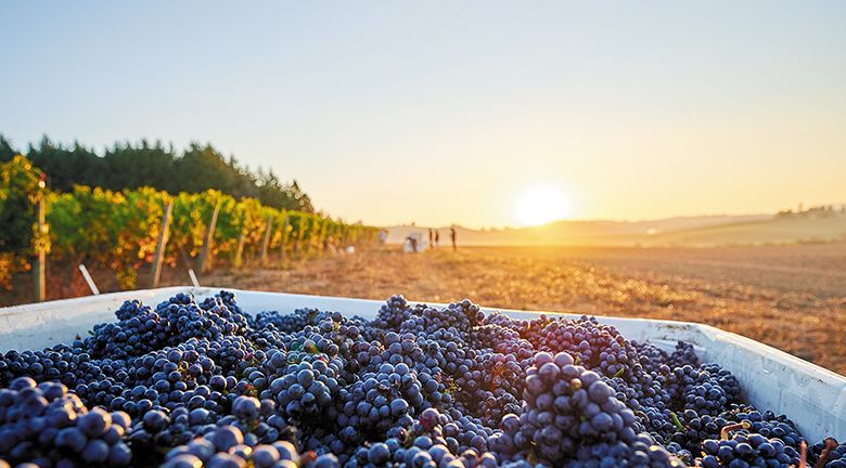 Atticus Vineyard ## Photo by Aaron Lee, courtesy of the Oregon Wine Board