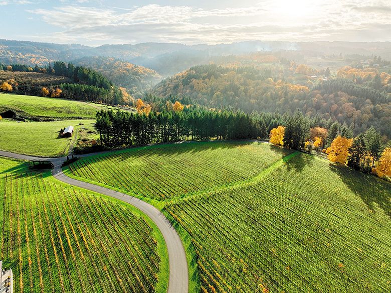 The Avellana Vineyard owned by the Ponzi family. ## Photo provided by Laurelwood Vineyard Management Company