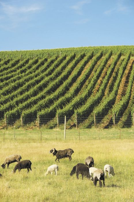 The flock at Belle Pente is a crossbreed of English mountain and Navajo churro sheep. Photo by Andrea Johnson. The flock at Belle Pente is a crossbreed of English mountain and Navajo churro sheep. Photo by Andrea Johnson.