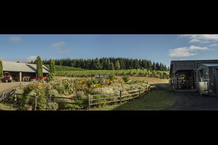 Brick House Vineyard lies at the western end of the Ribbon Ridge AVA and is Biodynamically farmed. Photo by Andrea Johnson. Brick House Vineyard lies at the western end of the Ribbon Ridge AVA and is Biodynamically farmed. Photo by Andrea Johnson.