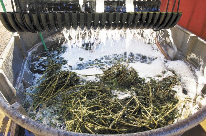 Stinging nettle, a rich source of sulfur, is used in creating preparation BD 503. Photo by Andrea Johnson. Stinging nettle, a rich source of sulfur, is used in creating preparation BD 503. Photo by Andrea Johnson.