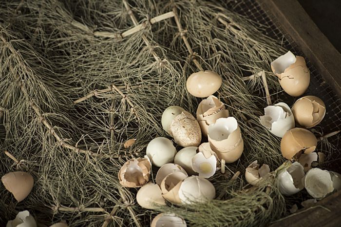 The addition of eggshells adds calcium to the compost.