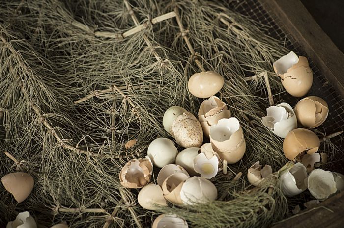 The addition of eggshells adds calcium to the compost. The addition of eggshells adds calcium to the compost.