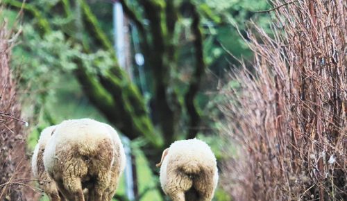 Sheep mowing between the rows of grapevines at Bethel Heights Vineyard. ##Photo provided by Bethel Heights Vineyard