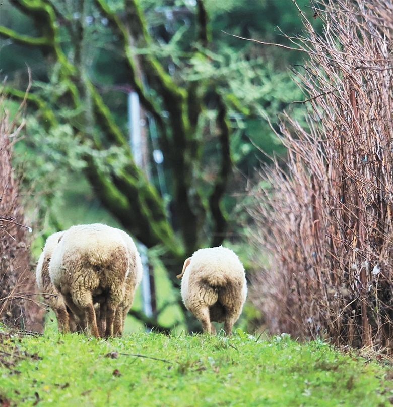 Sheep mowing between the rows of grapevines at Bethel Heights Vineyard. ##Photo provided by Bethel Heights Vineyard