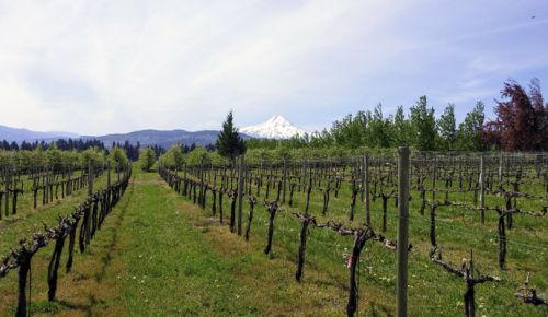 von Flotow Vineyard near Hood River. ##Photo by Michael Alberty