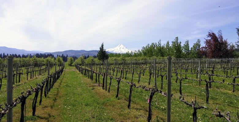 von Flotow Vineyard near Hood River. ##Photo by Michael Alberty