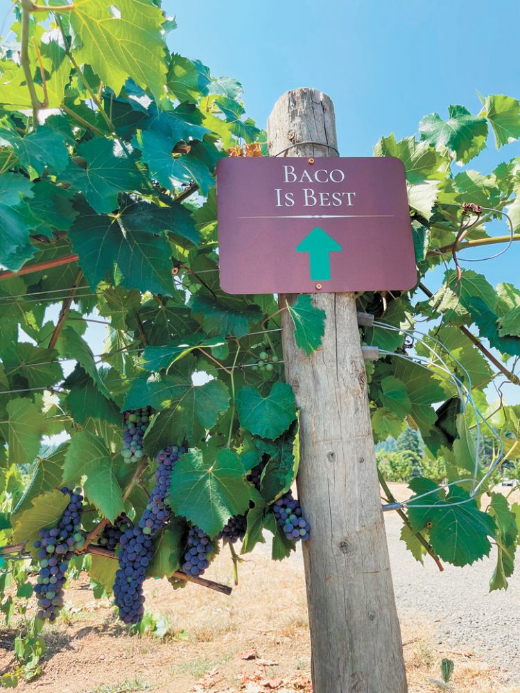 “Baco is Best” sign designating where the varietal is planted within Girardet’s vineyards.##Photo provided by Girardet Vineyards & Winery