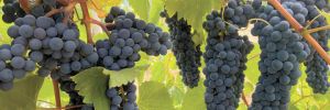 Oregon’s first Baco Noir plantings at Girardet Vineyards. ##Photo provided by Girardet Vineyards & Winery