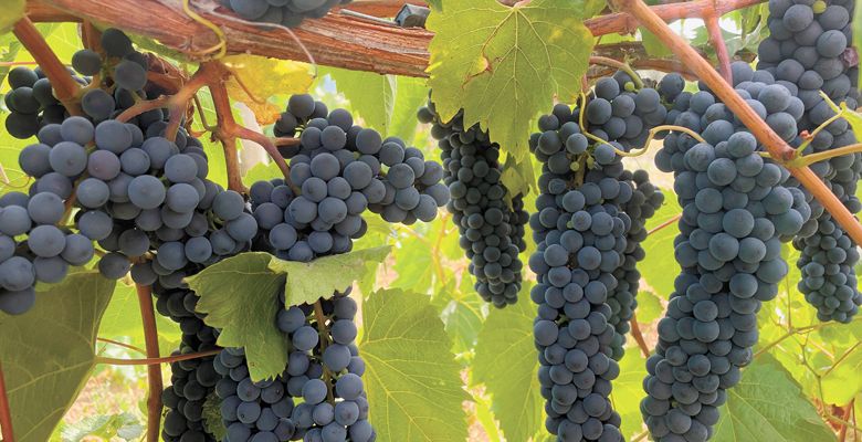 Oregon’s first Baco Noir plantings at Girardet Vineyards. ##Photo provided by Girardet Vineyards & Winery