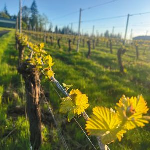 Dry-farmed grapevines growing in the Beckham Estate Vineyard, located on Parrett Mountain, near Sherwood. ## Photo provided by Beckham Estate Vineyard