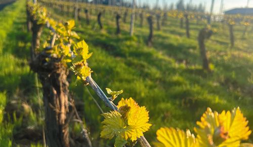 Dry-farmed grapevines growing in the Beckham Estate Vineyard, located on Parrett Mountain, near Sherwood. ## Photo provided by Beckham Estate Vineyard