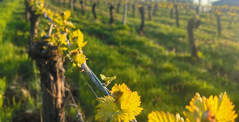 Dry-farmed grapevines growing in the Beckham Estate Vineyard, located on Parrett Mountain, near Sherwood. ## Photo provided by Beckham Estate Vineyard