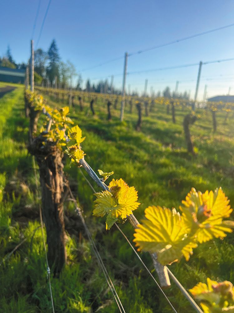 Dry-farmed grapevines growing in the Beckham Estate Vineyard, located on Parrett Mountain, near Sherwood. ## Photo provided by Beckham Estate Vineyard