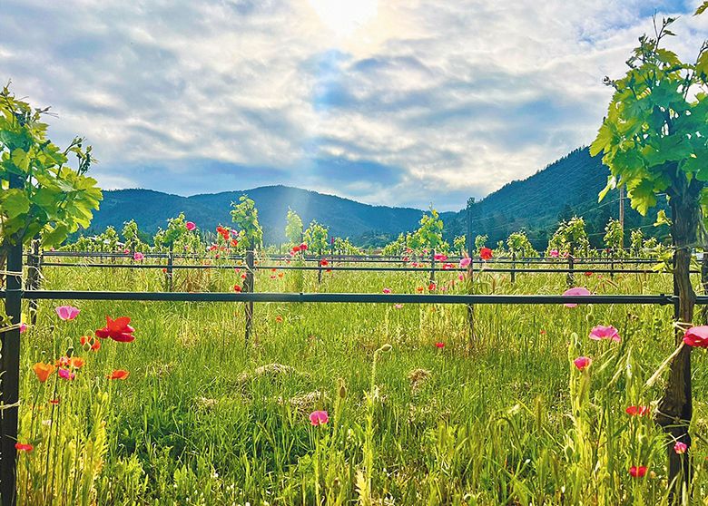 Southern Oregon vineyard with a pollinator-friendly cover crop. ## Photo provided by Bee Regenerative