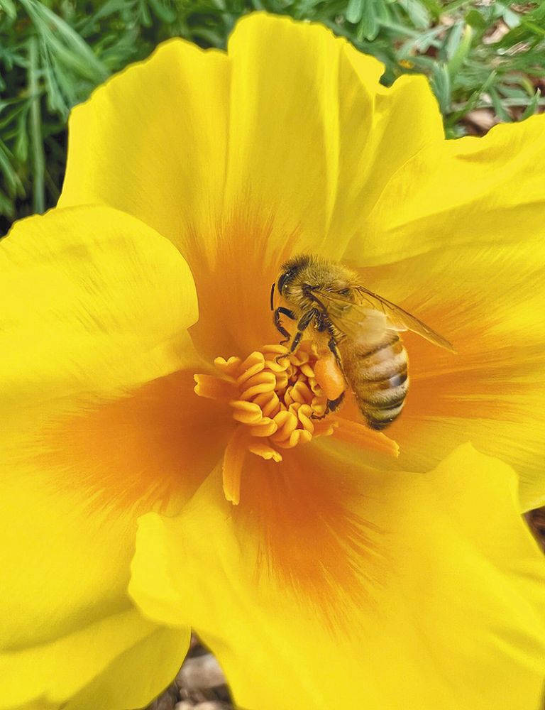 A honeybee collecting pollen from a flower. ## Photo provided by Bee Regenerative