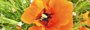 A bumblebee collecting pollen in a California poppy. ## Photo provided by Bee Regenerative