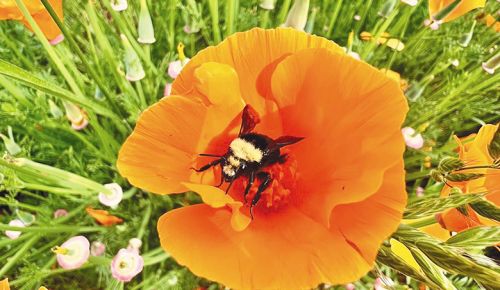 A bumblebee collecting pollen in a California poppy. ## Photo provided by Bee Regenerative