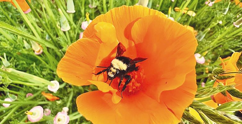 A bumblebee collecting pollen in a California poppy. ## Photo provided by Bee Regenerative