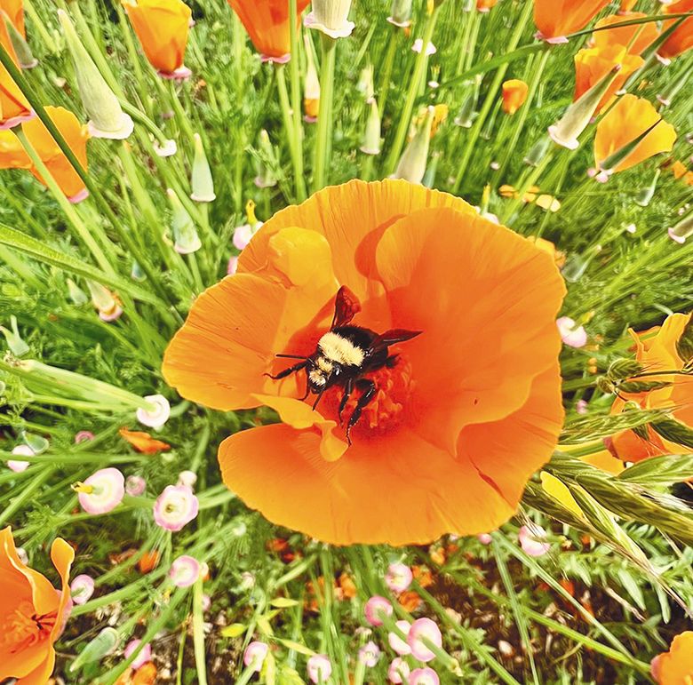 A bumblebee collecting pollen in a California poppy. ## Photo provided by Bee Regenerative
