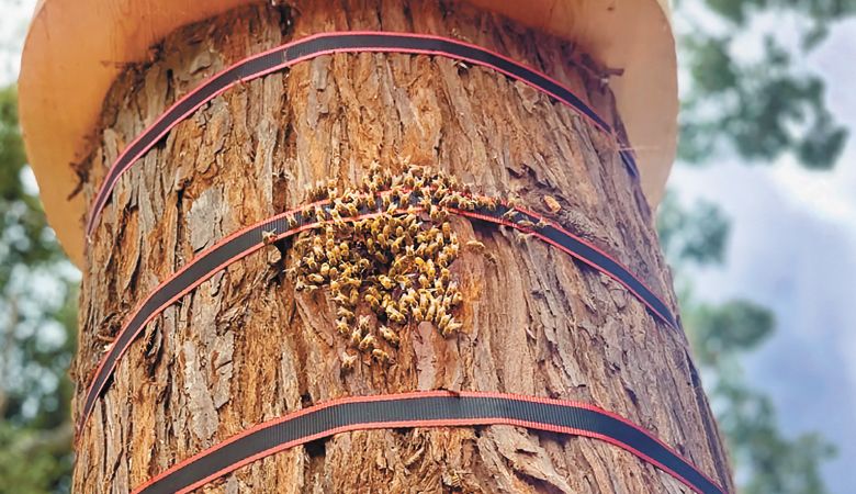 Re-wilded bees at Troon Vineyard in the Applegate Valley enter their log hive created by Apis Arborea.##Photo courtesy of Troon Vineyard