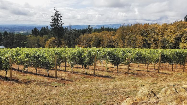 5:25 p.m.  Sept. 14: By Sept. 14, the winds had started to shift and Western Oregon’s air quality began to improve.##Photo by Sara Specter of Bells Up Winery