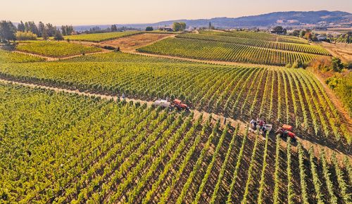 ## Photo by Carolyn Wells-Kramer, courtesy of the Oregon Wine Board