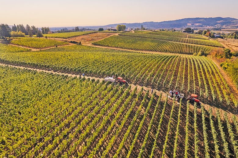 ## Photo by Carolyn Wells-Kramer, courtesy of the Oregon Wine Board ## Photo by Carolyn Wells-Kramer, courtesy of the Oregon Wine Board
