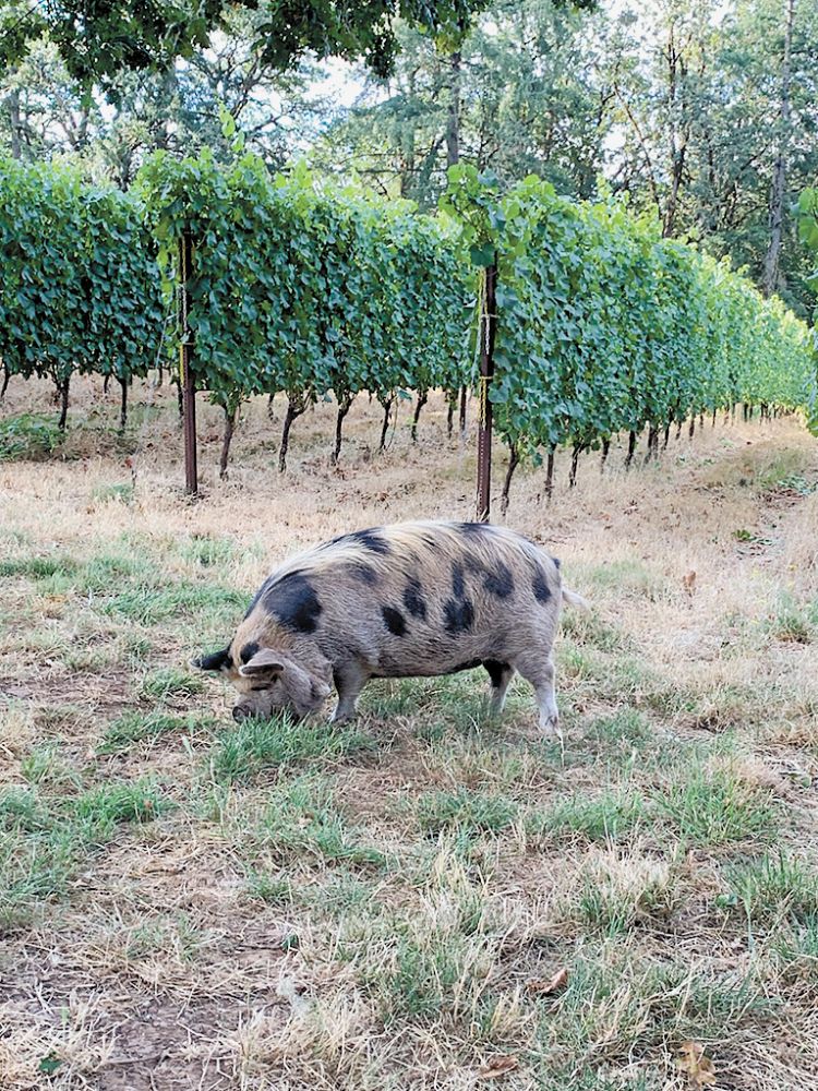 Rosalee, one of the Kunekune pigs kept by Cortell at her vineyard. ##Photo by Jessica M. Cortell, Ph.D