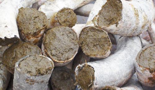 Biodynamic preparation 500 is made by filling a cow s horn with cow dung and burying it in the soil during the cooler months, November - February. Biodynamic preparation 500 is made by filling a cow s horn with cow dung and burying it in the soil during the cooler months, November - February.
