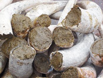 Biodynamic preparation 500 is made by filling a cow s horn with cow dung and burying it in the soil during the cooler months, November - February. Biodynamic preparation 500 is made by filling a cow s horn with cow dung and burying it in the soil during the cooler months, November - February.