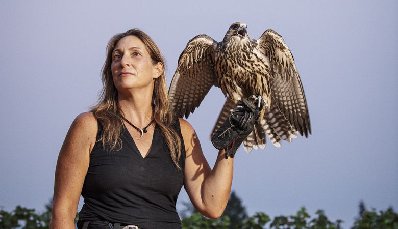 Master falconer Alina Blakenship of Sky Guardian Falconry works with Tempest, a saker falcon.##Photo by Kathryn Elsesser