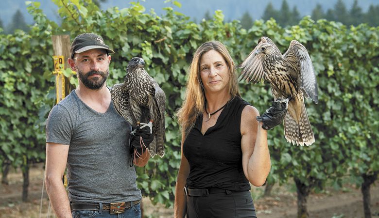 At Blakeslee Vineyard, master falconers Alina Blakenship and Justin Robertson of Sky Guardian Falconry work with Tempest, a saker falcon, and Lila, a gyrfalcon, respectively. ##Photo by Kathryn Elsesser