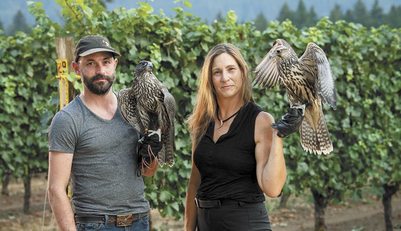 Birds of prey being used for pest control around valley