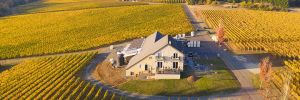 An aerial shot of Björnson Vineyard surrounded on three sides by forest, the majority Douglas fir. 
## Photo by Andrea Johnson