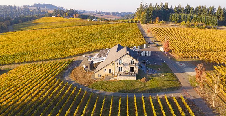 An aerial shot of Björnson Vineyard surrounded on three sides by forest, the majority Douglas fir. 
## Photo by Andrea Johnson