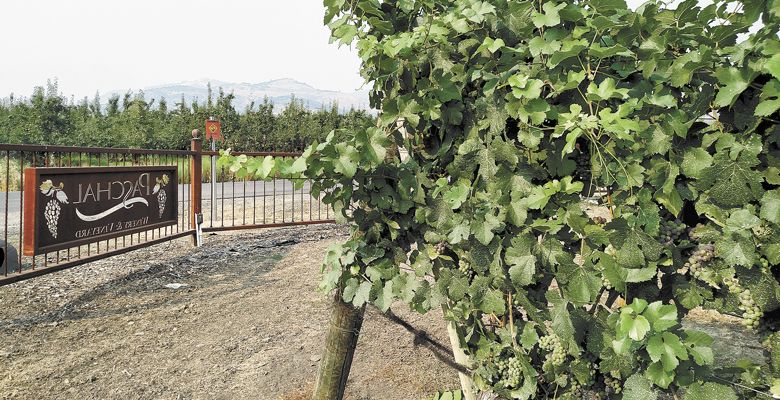 Smoke fills the air at Paschal Winery and Vineyard, near Talent in Southern Oregon. ##Photo by Maureen Battistella