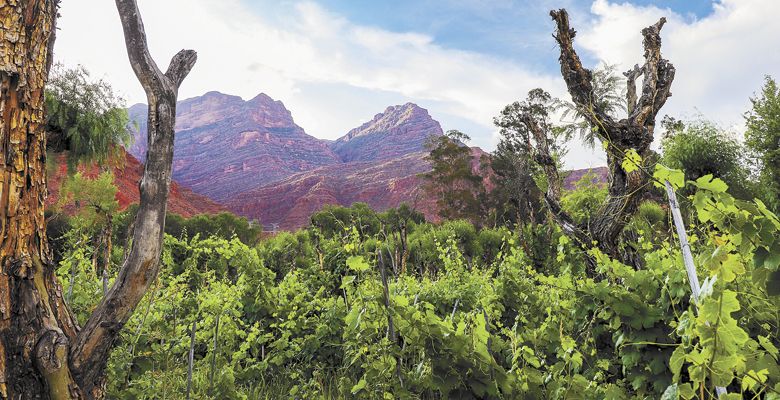 Vines climb high at Cepa De Oro Vineyard in Camargo, Bolivia. ##Photo provided