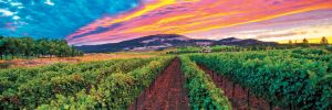 Sunset over Bradley Vineyards. ##Photo provided by Bradley Vineyards