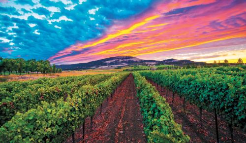 Sunset over Bradley Vineyards. ##Photo provided by Bradley Vineyards