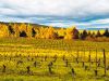 Rows of grapevines flanked by evergreen trees at Brick House Vineyards. ## Photo provided by Brick House