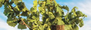 A vineyard sign marking the old vine Riesling grapevines in the Brooks Estate Vineyard, planted in 1975.##Photo by Andrea Johnson